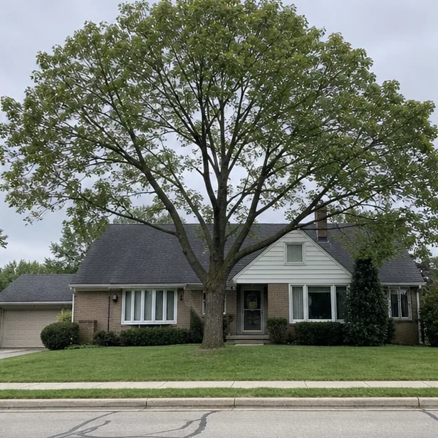 Balanced tree canopy after pruning