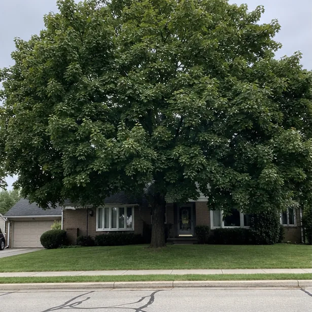 Dense tree canopy before pruning